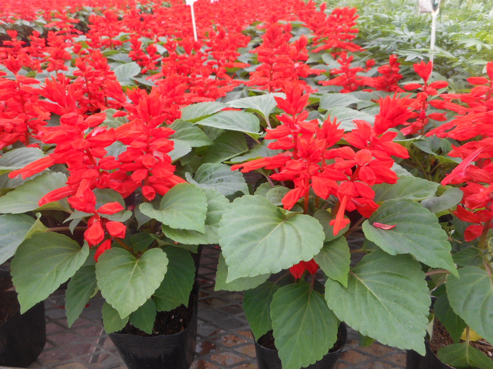 公益財団法人 相模原市まち・みどり公社 - 花苗・野菜苗・苗木の生産・販売